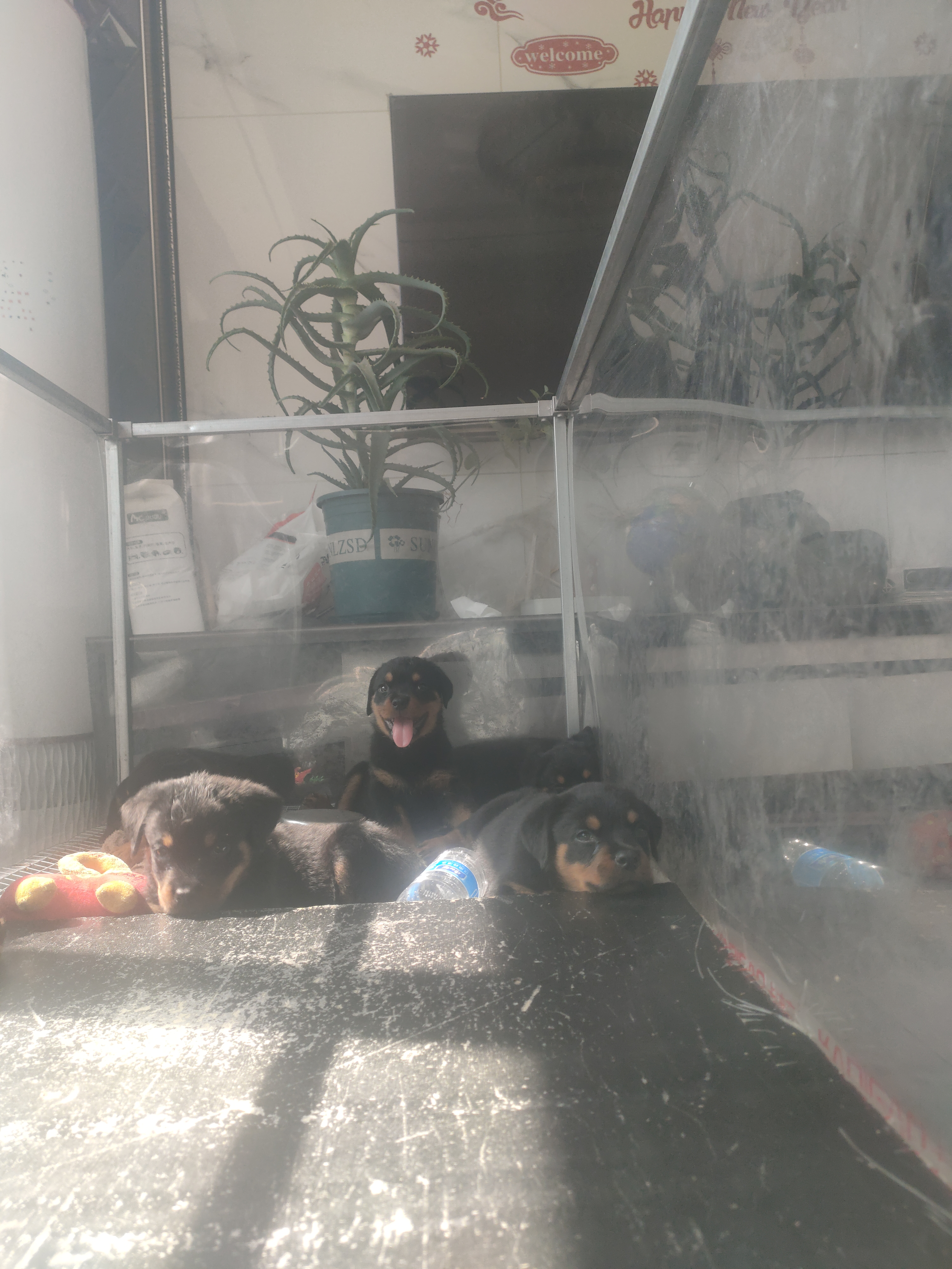 罗威纳幼犬